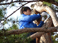 樹木の剪定・伐採