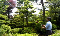 庭木の消毒（毛虫駆除など）